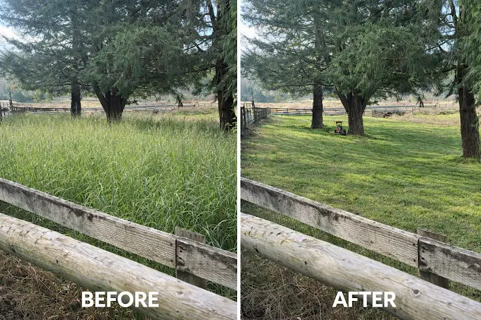 Overgrown grass field cleared and mowed to a maintained lawn — before and after