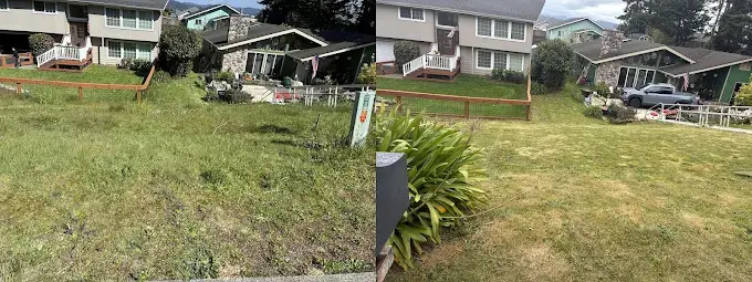 Overgrown lawn mowed and edged — before and after, with residential properties in background