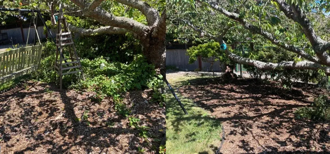 Weeds cleared from a shaded garden bed under a tree in Coos County, before and after