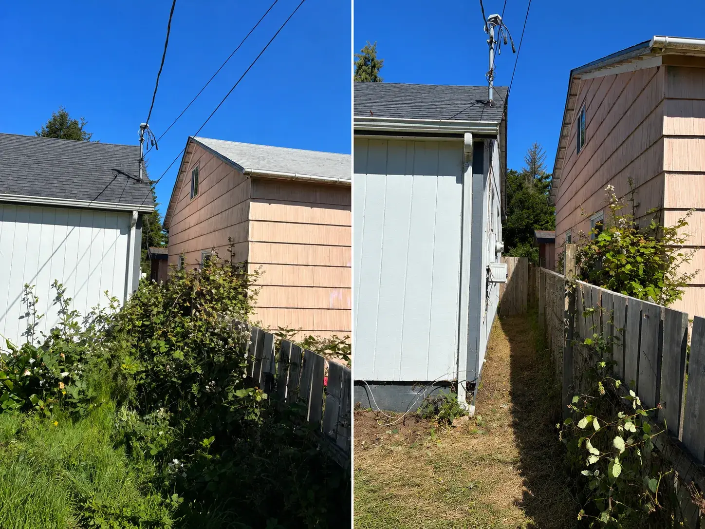 Blackberry and brush cleared from a narrow side yard between two buildings in Coos County, before and after