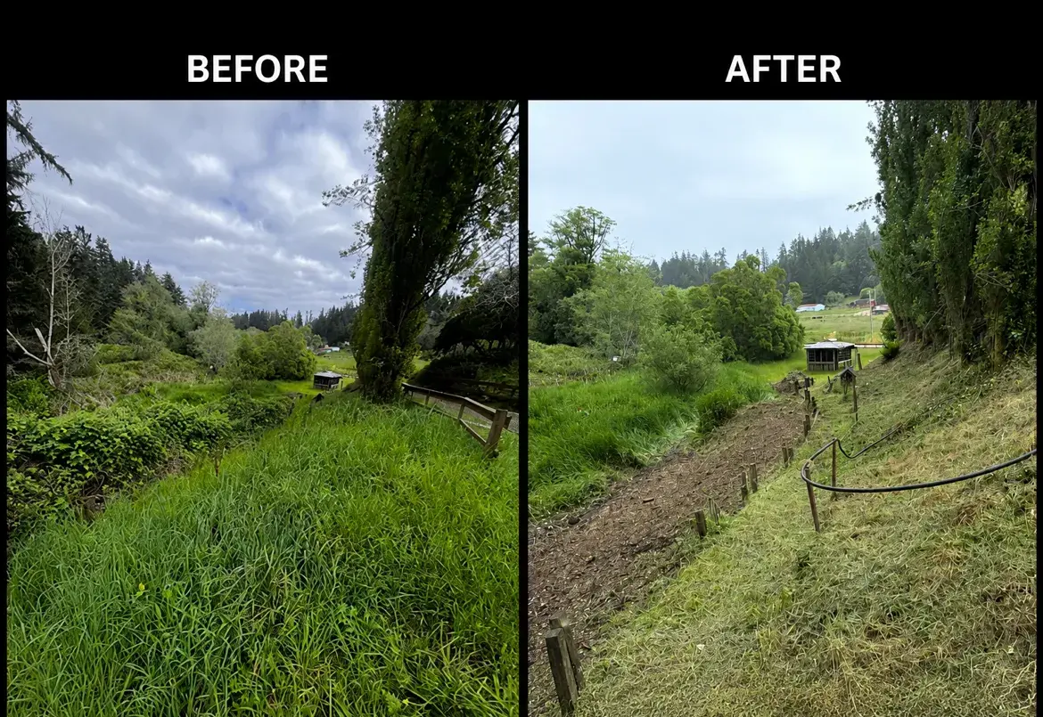 Creek-side slope cleared of blackberry and tall grass in Coos County, before and after