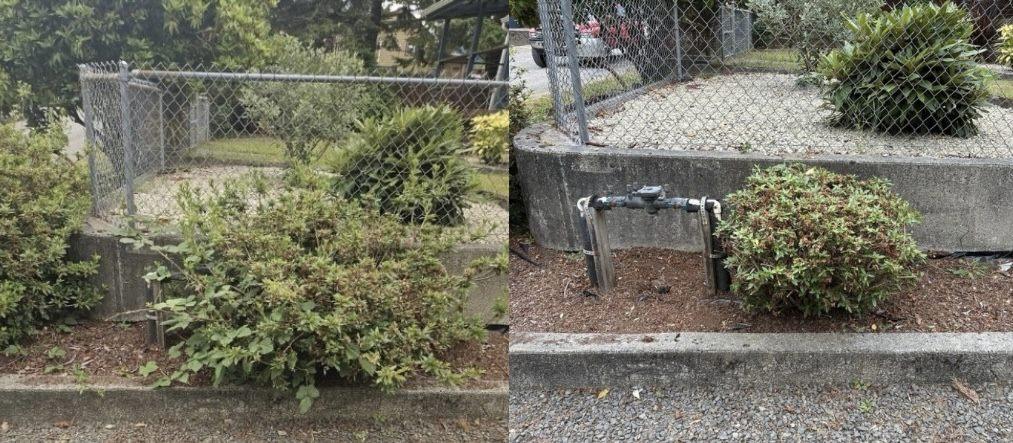Overgrowth cleared along a fence line, exposing the water meter, in Coos County — before and after