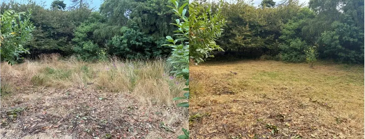 Heavy brush cleared along a hedge line in Coos County, before and after