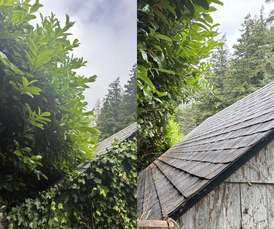 Heavy overgrowth cut back off a shed roofline in Coos County — before and after
