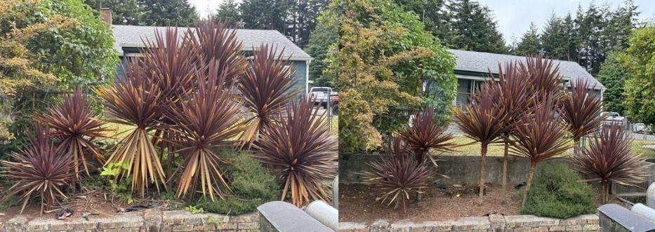 Front garden bed weeded and cleaned around ornamental plants in Coos County — before and after
