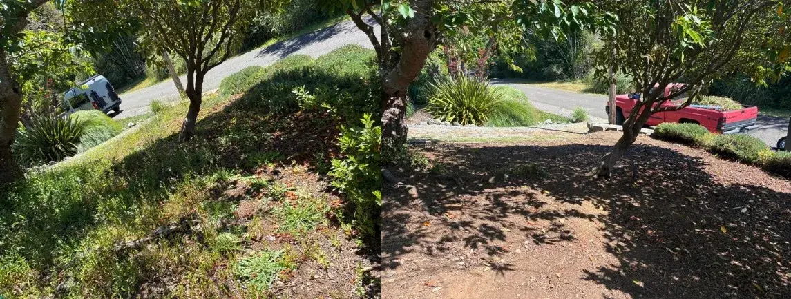 Overgrown bed under a tree cleared and re-mulched in Coos County, before and after