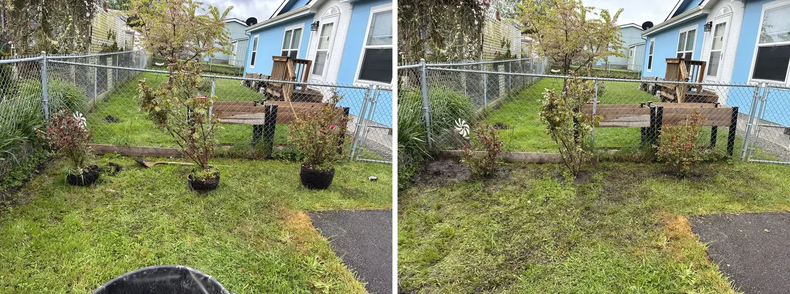New shrubs planted along a backyard fence line in Coos County, before and after