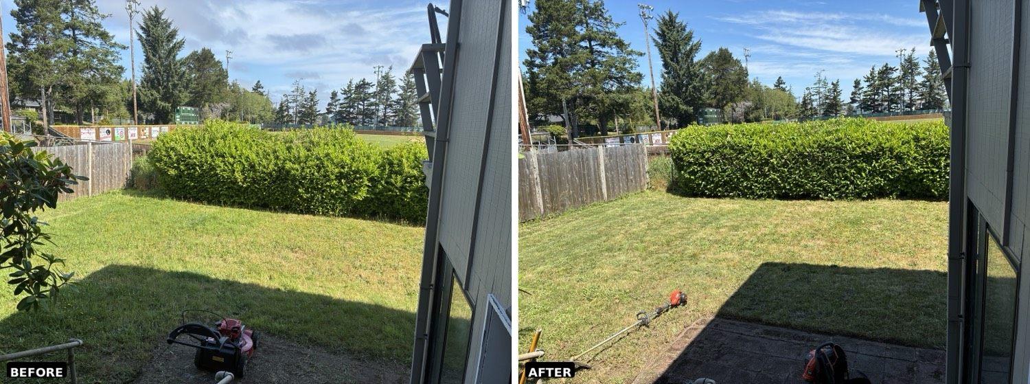 Backyard hedge trimmed square and tidy in Coos County — before and after