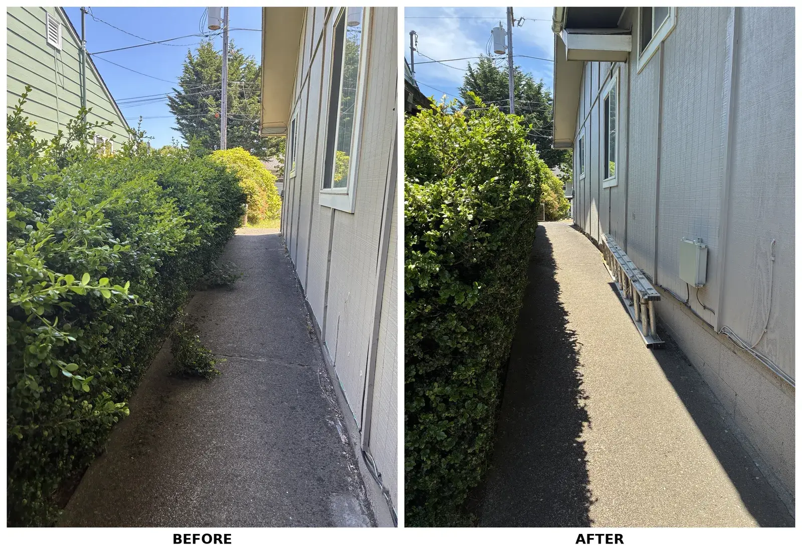 Boxwood hedge trimmed back off a side walkway in Coos County, before and after