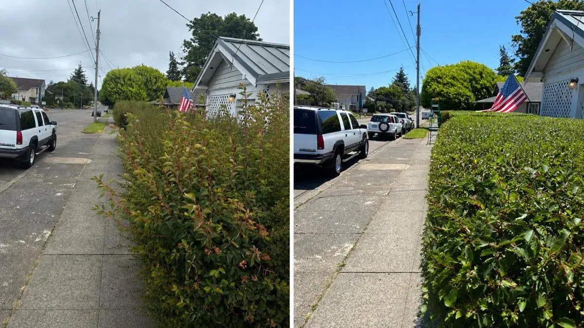 Streetside hedge trimmed flat along the sidewalk in Coos County, before and after