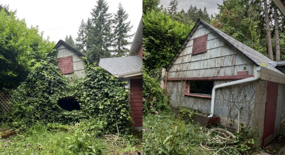 Ivy and overgrowth pulled off a shed wall in Coos County — before and after