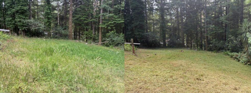 Overgrown wooded lot mowed down to a clean clearing in Coos County — before and after