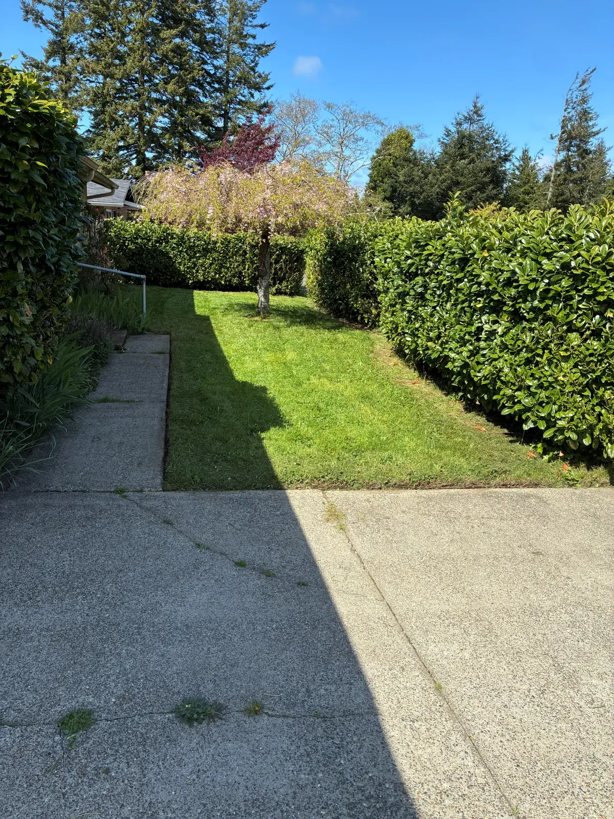 Tidy mowed lawn and trimmed hedge along a front walkway in Coos County