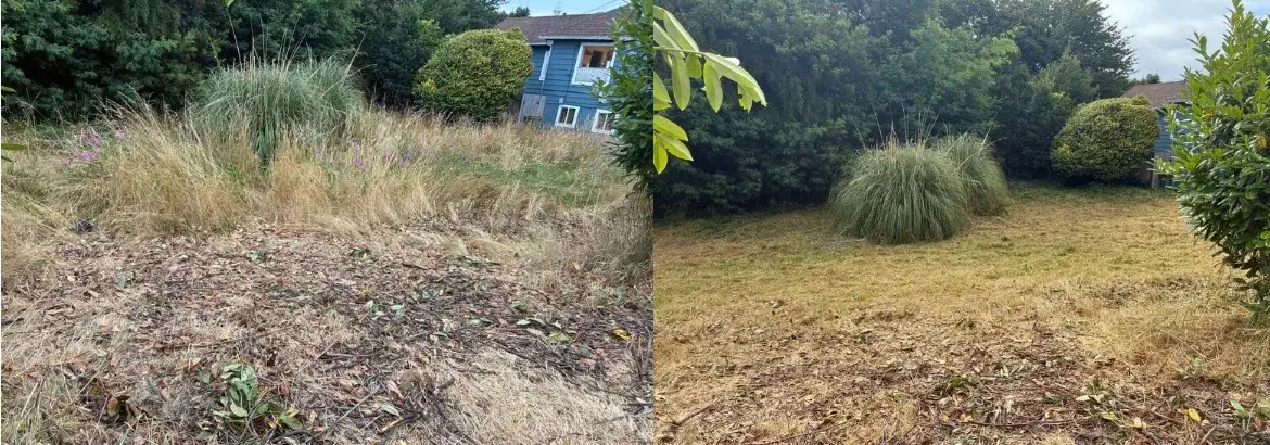 Overgrown grassy yard cut back to clean ground in Coos County, before and after