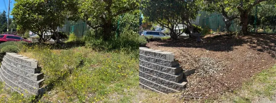 Weeds cleared from a stone retaining-wall bed in Coos County, before and after