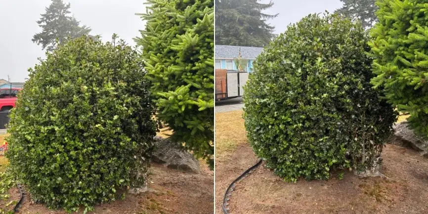 Front-yard shrub shaped and tidied in Coos County, before and after