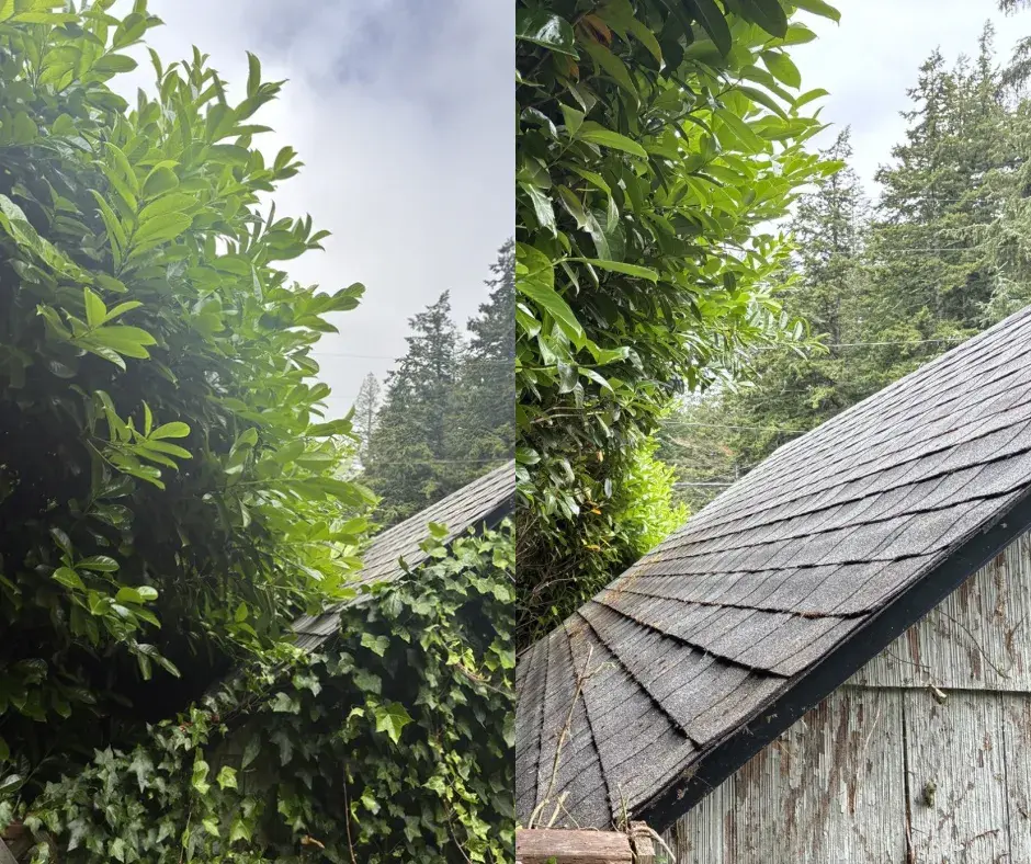 Overgrown shrub cut back off a shed roofline in Coos County, before and after