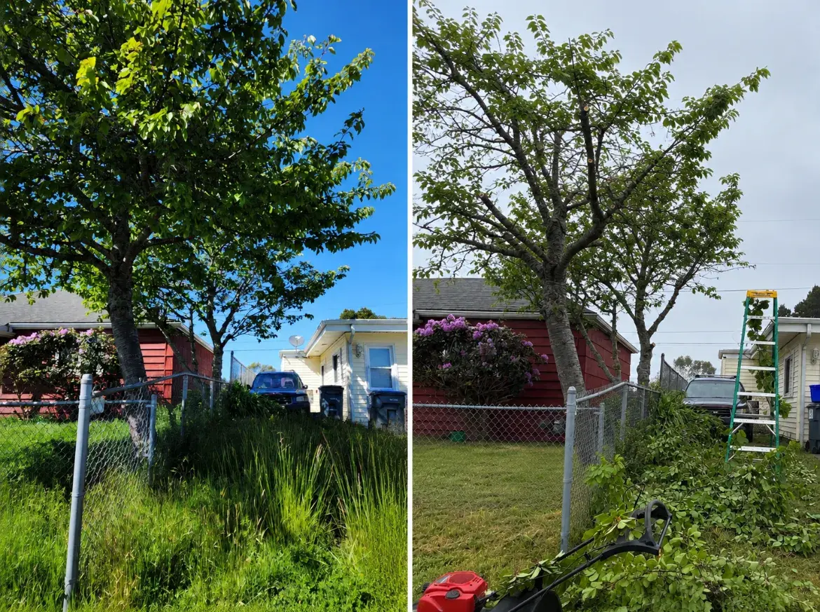 Ornamental tree pruned and thinned in a Coos County front yard, before and after