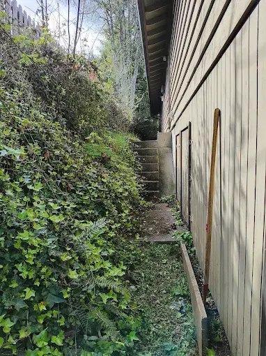 Side of a building cleared of ivy and blackberry overgrowth, with stairs visible