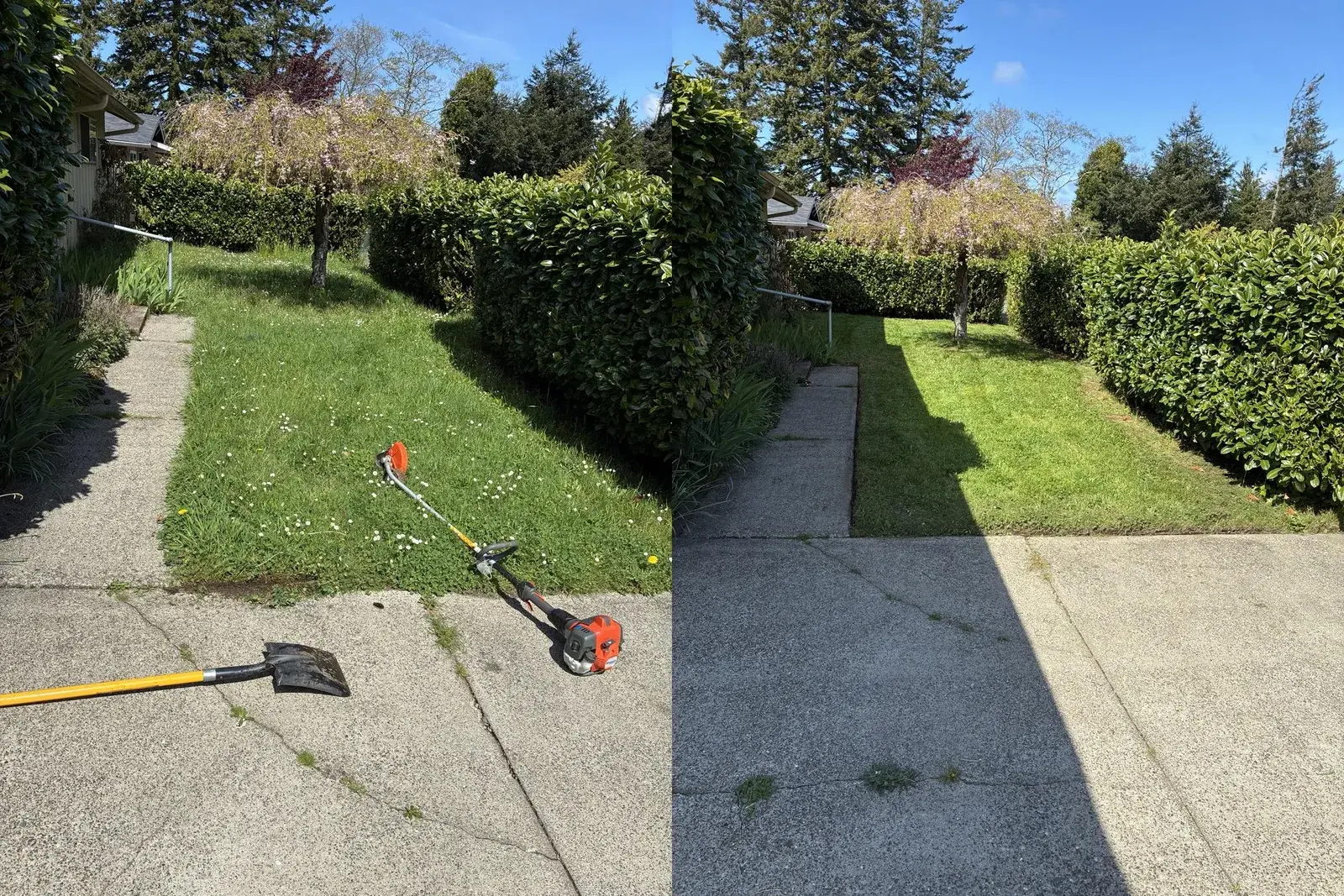 Lawn mowed and edged clean along a front walkway in Coos County, before and after