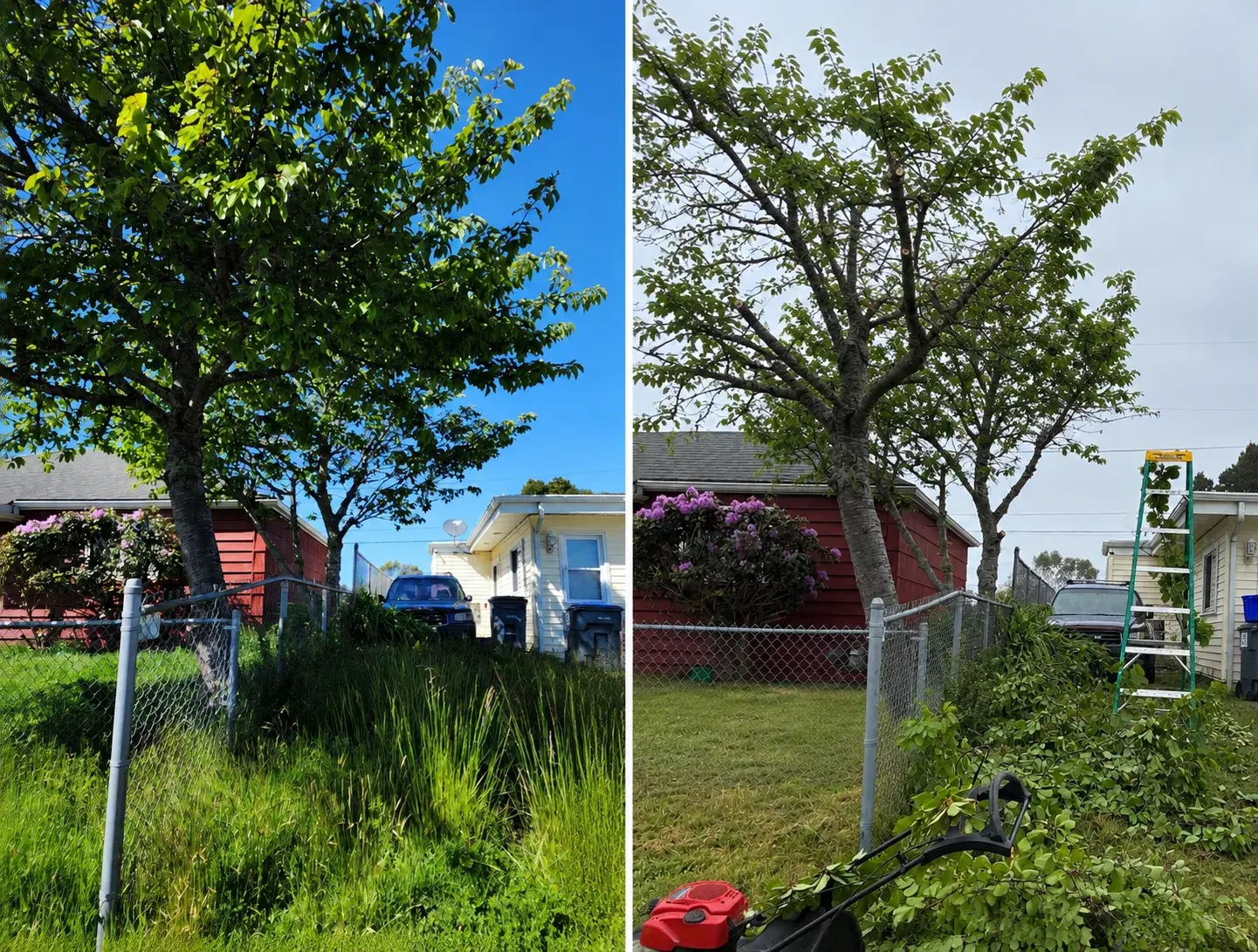 Before and after of an overgrown tree pruned and shaped, with brush cleared from the fence line